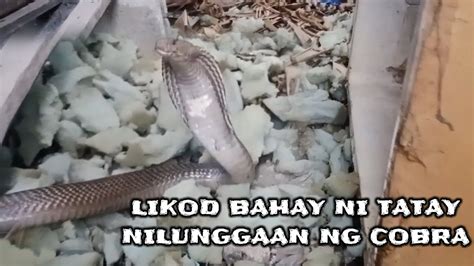 Likod Bahay Ni Tatay Nilunggaan Ng Cobra Sam Tuklaw YouTube