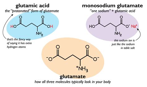 MSG and Free Glutamate: Lurking Everywhere - Nourishing Traditions