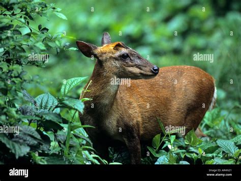 Female Indian muntjac Muntiacus muntjac South and Southeast Asia ...