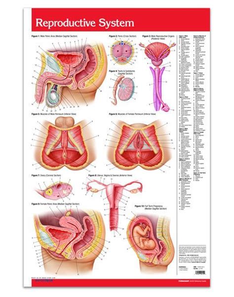 Reproductive System Poster Size Laminated 36 X 24 Illustrations