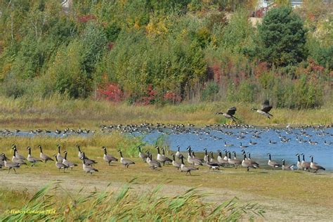 Bernaches Du Canada Canada Geese St Lazare QC Hubert Gendron Flickr