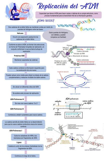 Replicación Transcripción Y Traducción Del Adn Y Arn Dani Rivdíaz Udocz