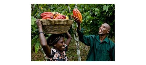 Solidaridad West Africa And Eu Launch Programme To Boost Cocoa Farming