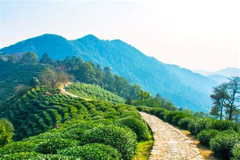 Hangzhou Tea Plantation Visit Longjing Tea Plantation