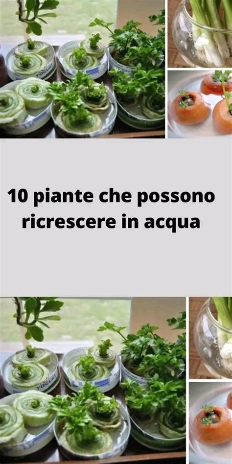 10 Piante Che Possono Ricrescere In Acqua Artofit