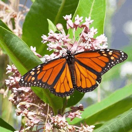 Perennial Butterfly Garden Kit