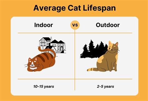 How Long Do Cats Live Average Cat Lifespan