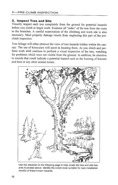 Tree Climbing Basics Educated