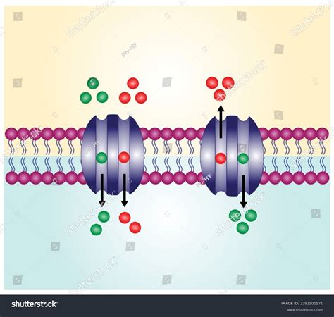 Cotransport Membrane Transporters Ions Molecules Across Stock Vector