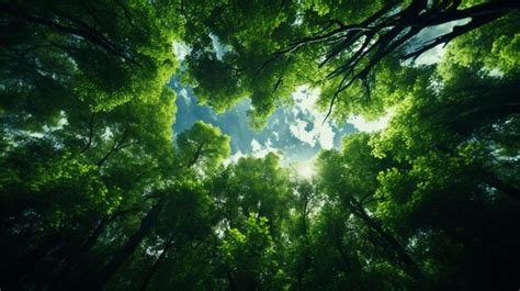 Premium Photo | Green Forest Canopy Gradient Background