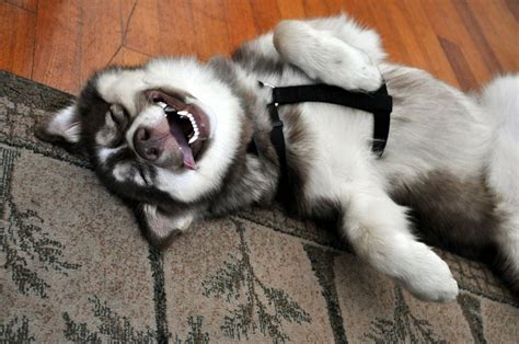 Laughing Husky Dog Blank Template - Imgflip