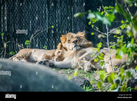 Lion Couple Cuddling Stock Photo - Alamy