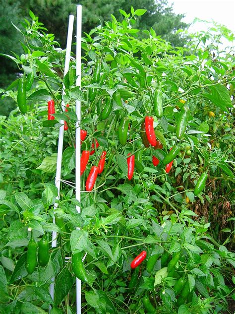 Serrano – Wikipedia