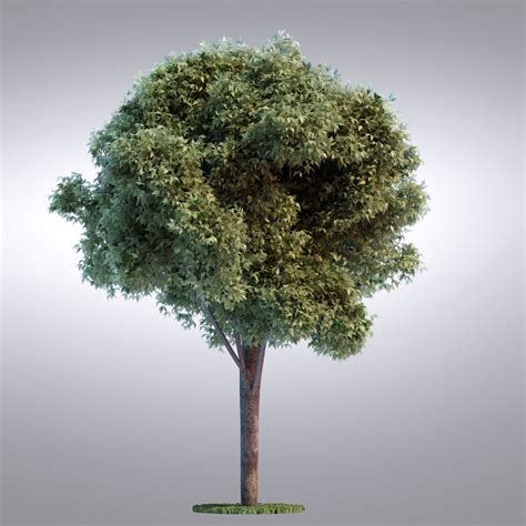 Hi Realistic Series Tree 018 3d Model 39 Fbx Obj Max Free3d