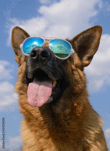 Cool German Shepherd Dog In Mirrored Sunglasses On A Sunny Day Buy