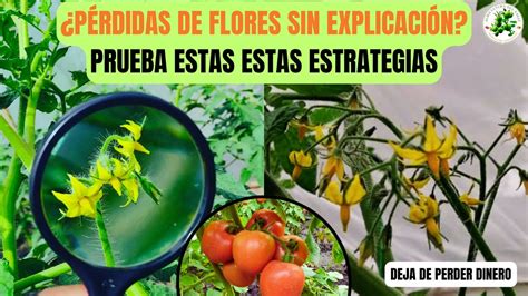 El Arma Oculta En Cultivos De Tomates Contra La Pérdida De Flores Y