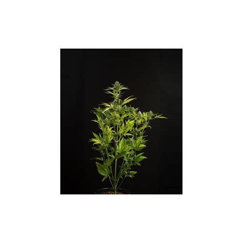 Kush N Cheese Autoflowering Dinafem Zativo