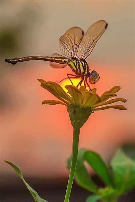 Sunset Dragonfly By Iwan Pruvic Insects Beautiful Bugs Dragonfly