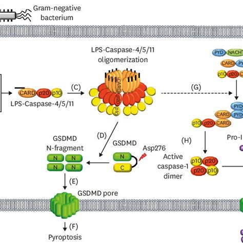 PDF Regulatory Roles Of The Caspase 11 Non Canonical Inflammasome In