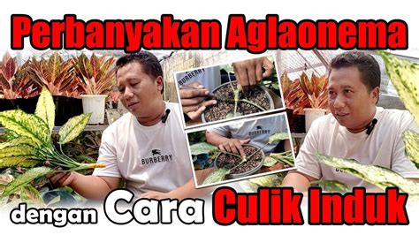 Cara Mudah Memperbanyak AGLAONEMA Dengan CULIK INDUK YouTube