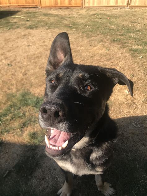 German Shepherd with GI issues - raw food diet? : r/DogAdvice