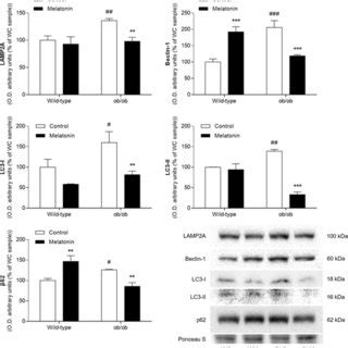 Cytoskeleton Markers In The Brain Of Wild Type And Ob Ob Mice Bar