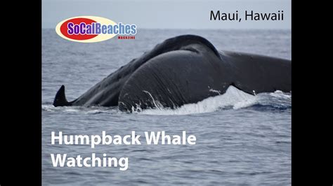 Humpback Whale Watching Maui Hawaii Youtube