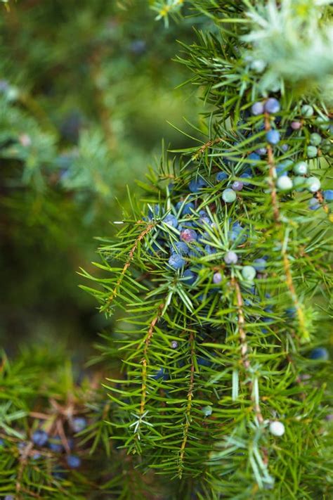 Juniper berries stock photo. Image of communis, herb - 46127120