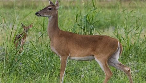 Venado Cola Blanca El Hermoso Mam Fero Nacional Catracho Diario Roat N