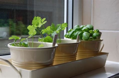 Organic Indoor Herb Garden - Indoor Herb Garden