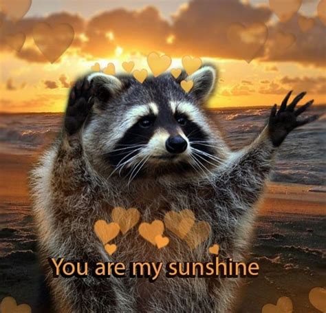 Best Nocturnal Trash Posts Raccoon Memes Instagram Artofit