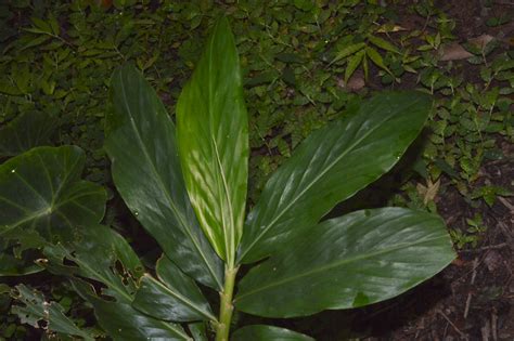 Zingiber Chrysanthum Eflora Of India