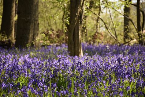 Bluebell Woods In Dorset Best Bluebell Walks In Dorset