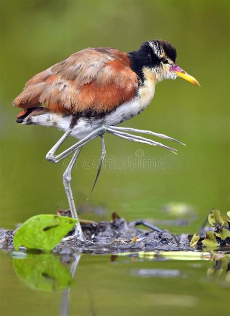 Wattled Jacana Jacana Jacana Walking On A Water Leaves Reflection In