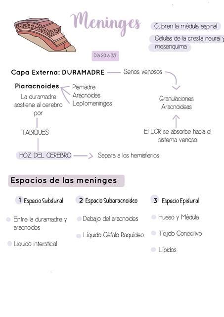 Meninges KIMBERLY BRISSETH CIEZA VARGAS UDocz