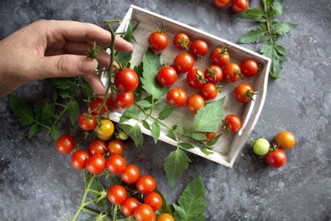 Quand Planter Ses Tomates Cerises Pour Une R Colte Rapide