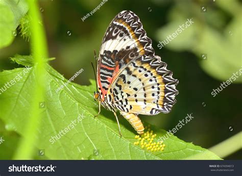 2310 Butterfly Laying Eggs Royalty Free Images Stock Photos