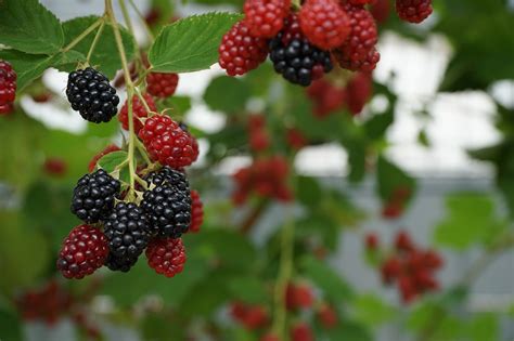 200+ Free Bramble & Nature Images - Pixabay