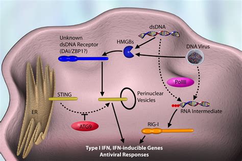 Identification And Functions Of Pattern Recognition Receptors Journal