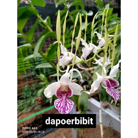 Jual Dendrobium Stratiotes Dewasa Shopee Indonesia