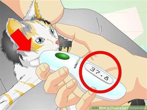 How To Check A Cats Temperature With Pictures Wikihow Pet