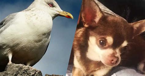 Woman Petrified After Vicious Seagull Takes Off With Her Pet Dog