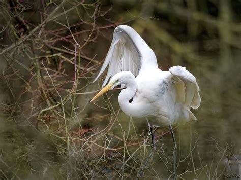 Grande Aigrette Ardea Alba Ex Egretta Alba Great Egret Flickr