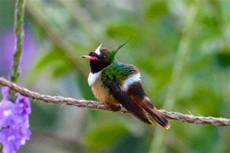 Best Of Costa Rica Tour Report Birdquest