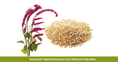 Amaranth Seed Grain Main Health Benefits And Nutritional Value