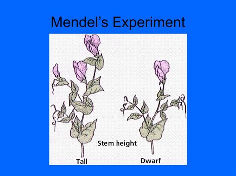 PPT - Gregor Mendel PowerPoint Presentation, free download - ID:1452761