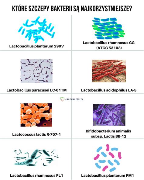 Flora Bakteryjna Jelit Motywator Tv