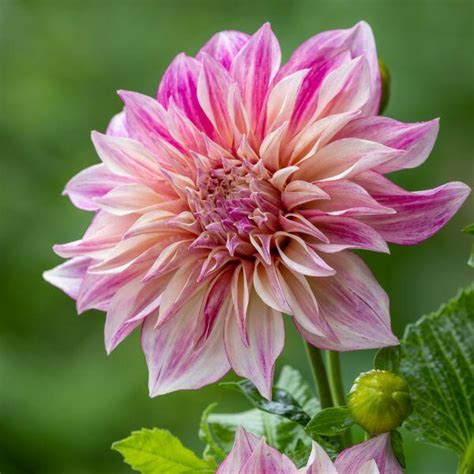 Dahlia Caf Au Lait Royal R Zsasz N D Lia Florapont