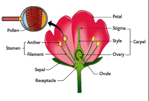 Pin On Biology