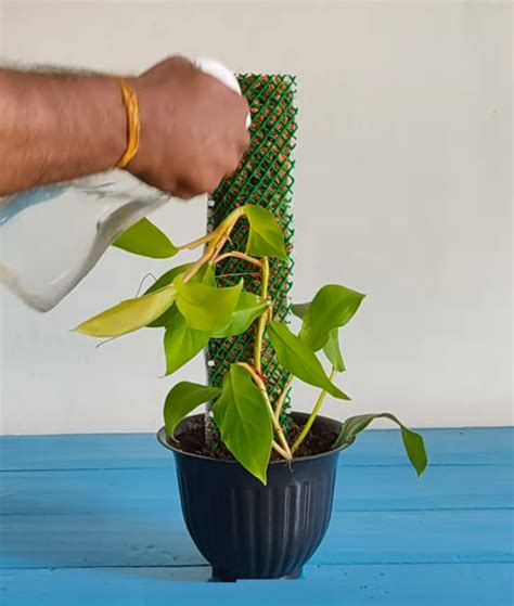 18 Easy Indoor Plant Stake Ideas | Balcony Garden Web